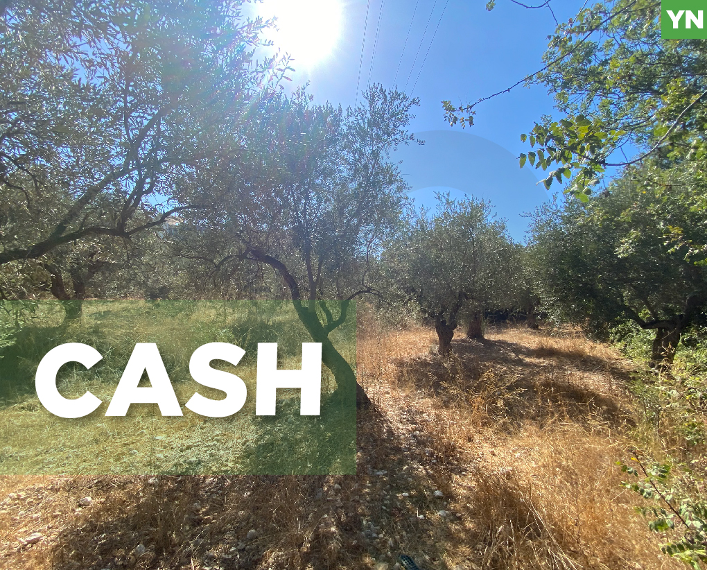 agricultural land, planted with olive, Zgharta, sakhra