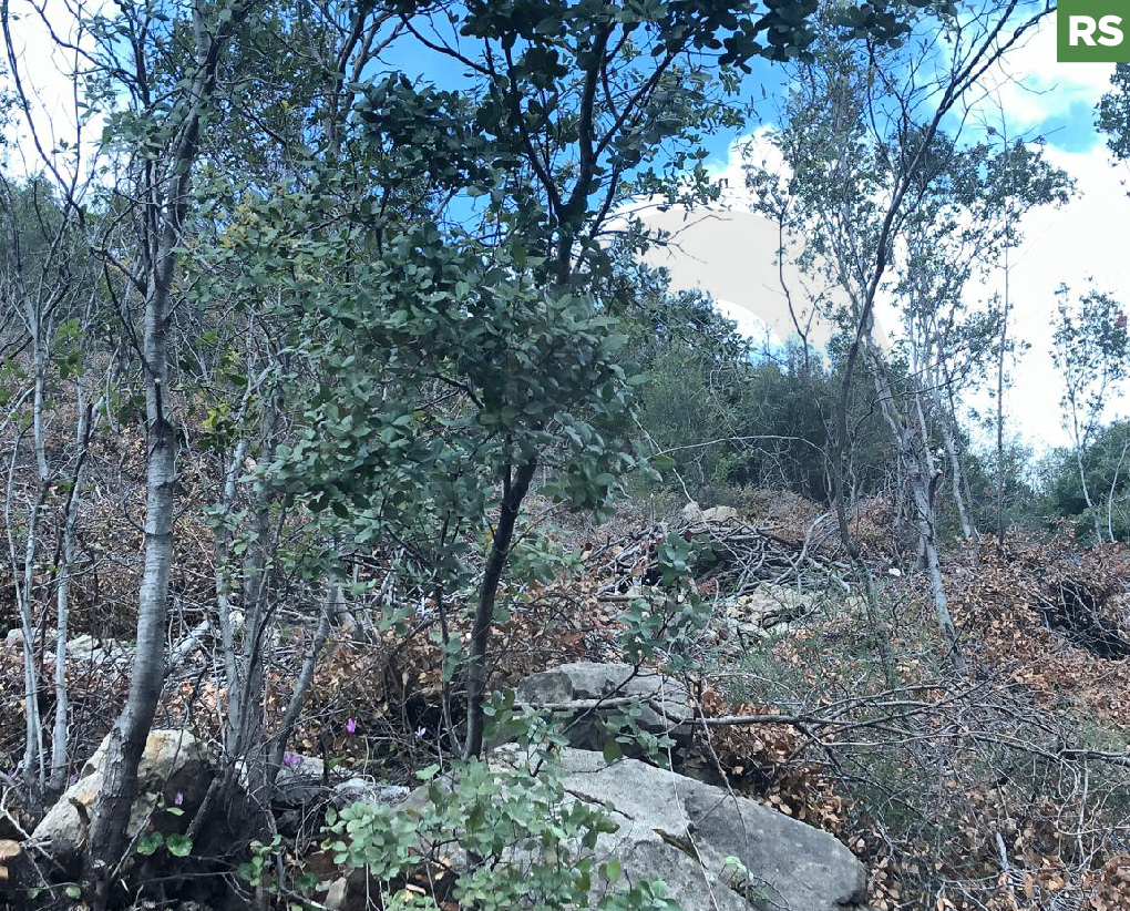 Hot Deal for Investors & Developers - Adonis – Jbeil — photo 1