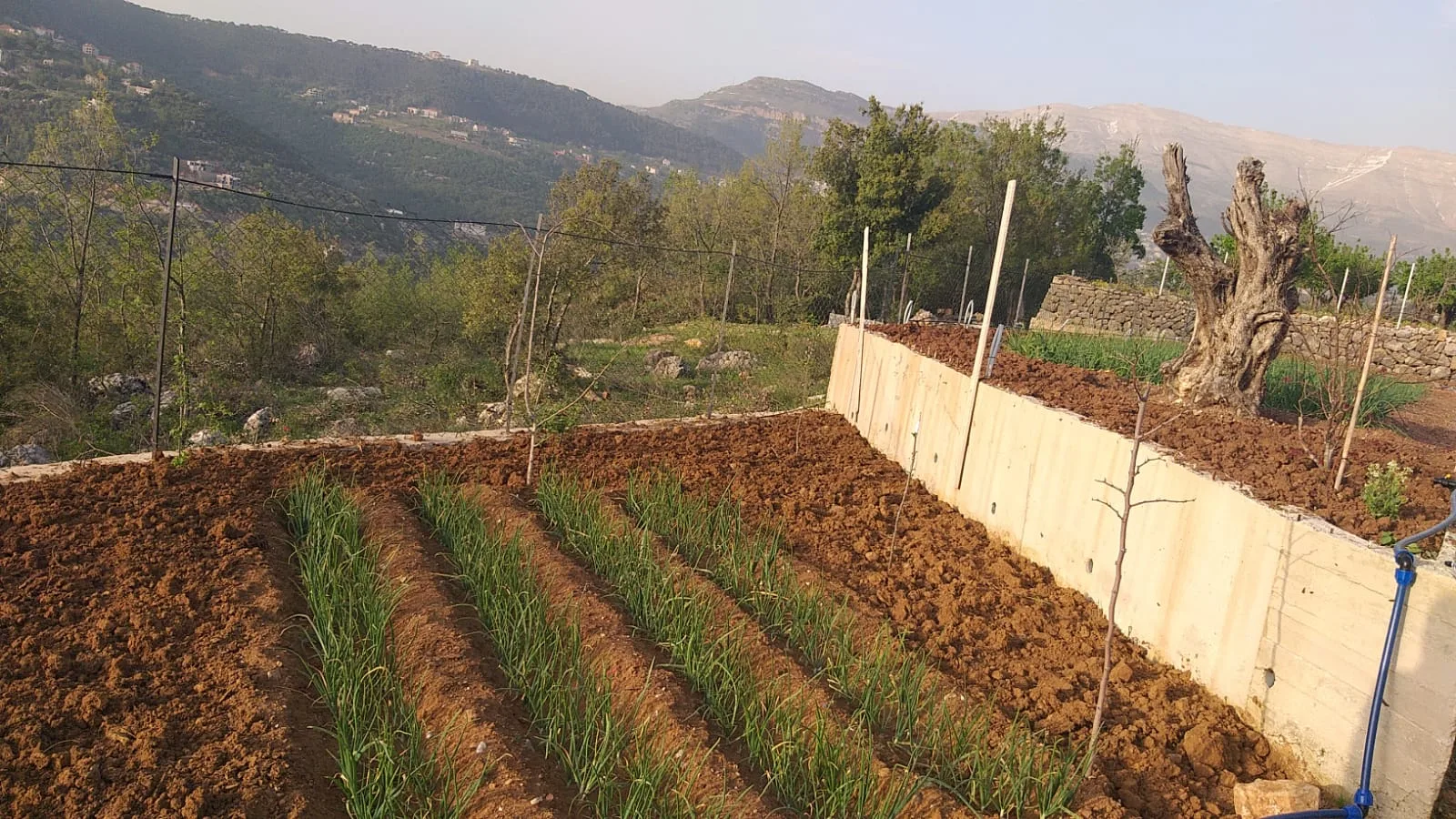 Land for Sale in Bteghrine, Lebanon — الصورة 3