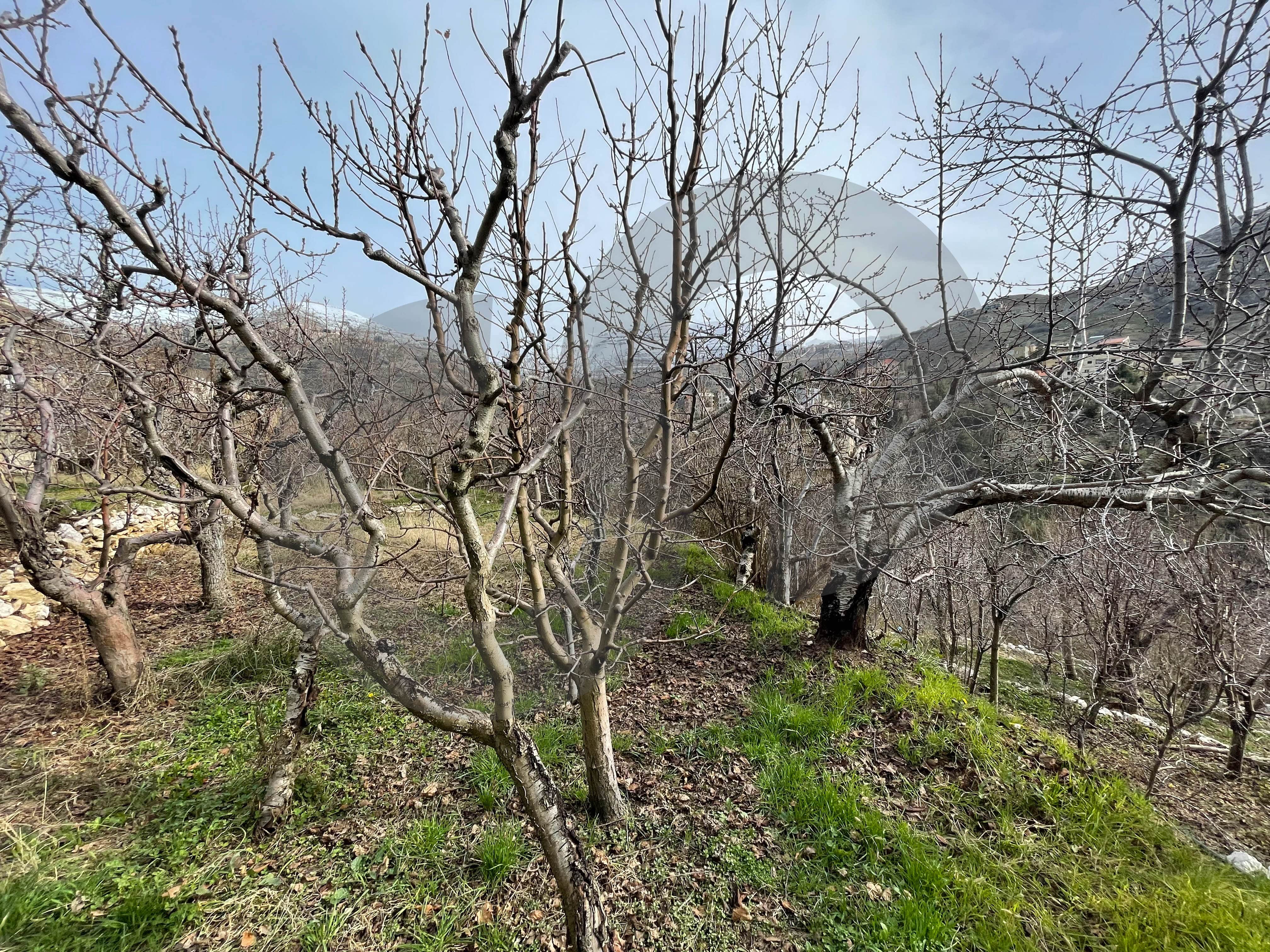 5000 Land for sale FARAYA — الصورة 2