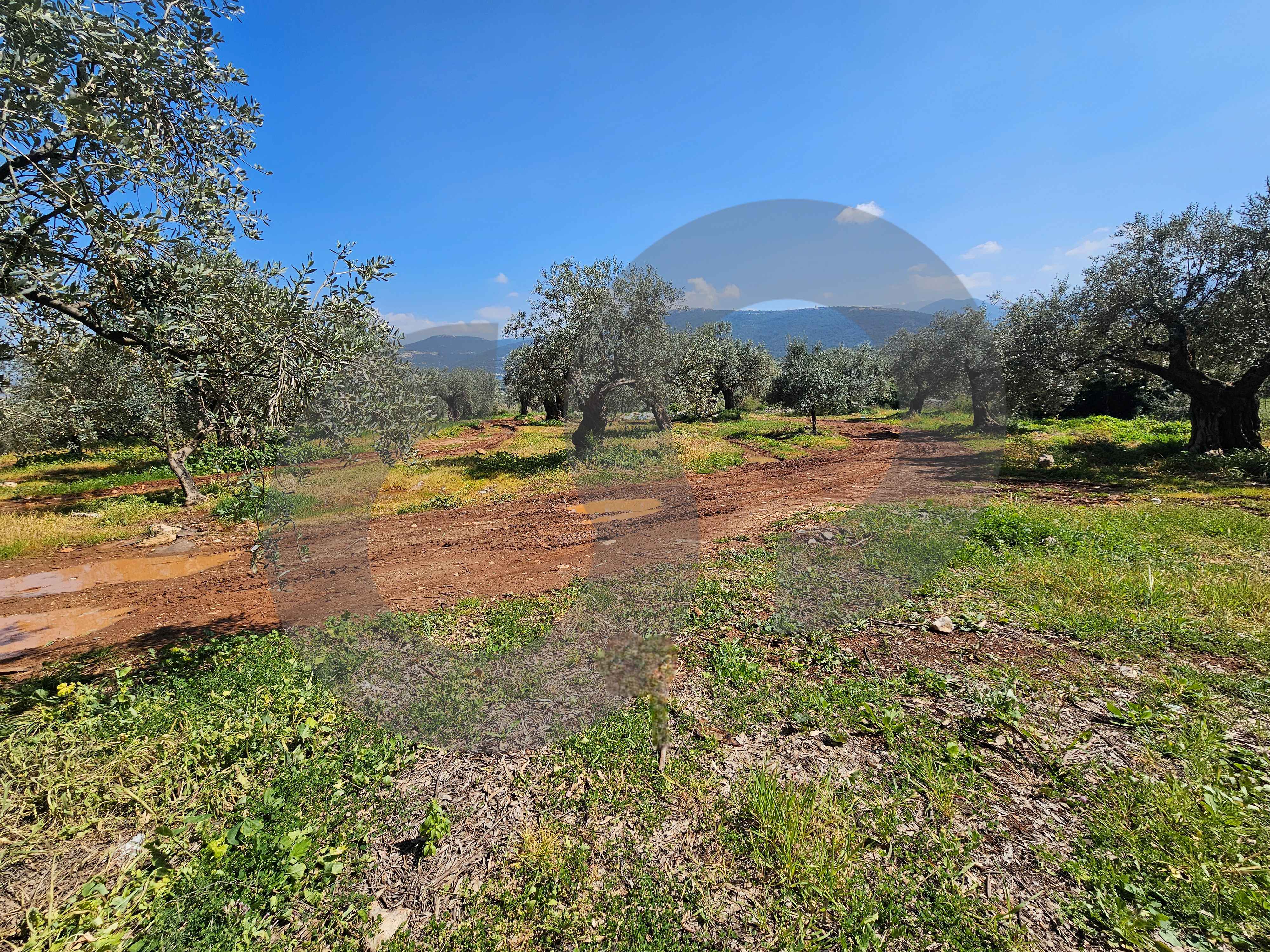 Land for Sale in Sahel Jdeideh – Zgharta — الصورة 3