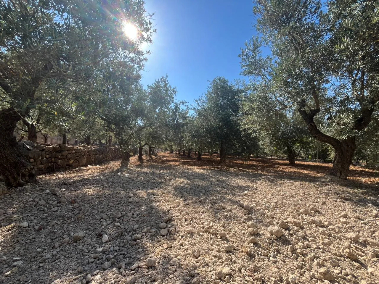 Land for Sale in Koura — الصورة 2