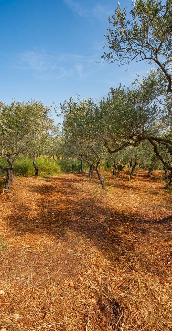 Flat, mountain views Excellent Potential in koura Kfarkahel — photo 3