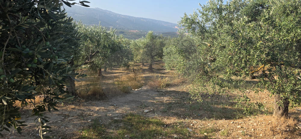 PRIME LAND/EXCELLENT ACCESSIBILITY/ATTRACTIVE LOCATION/BZIZA,KOURA — الصورة 3