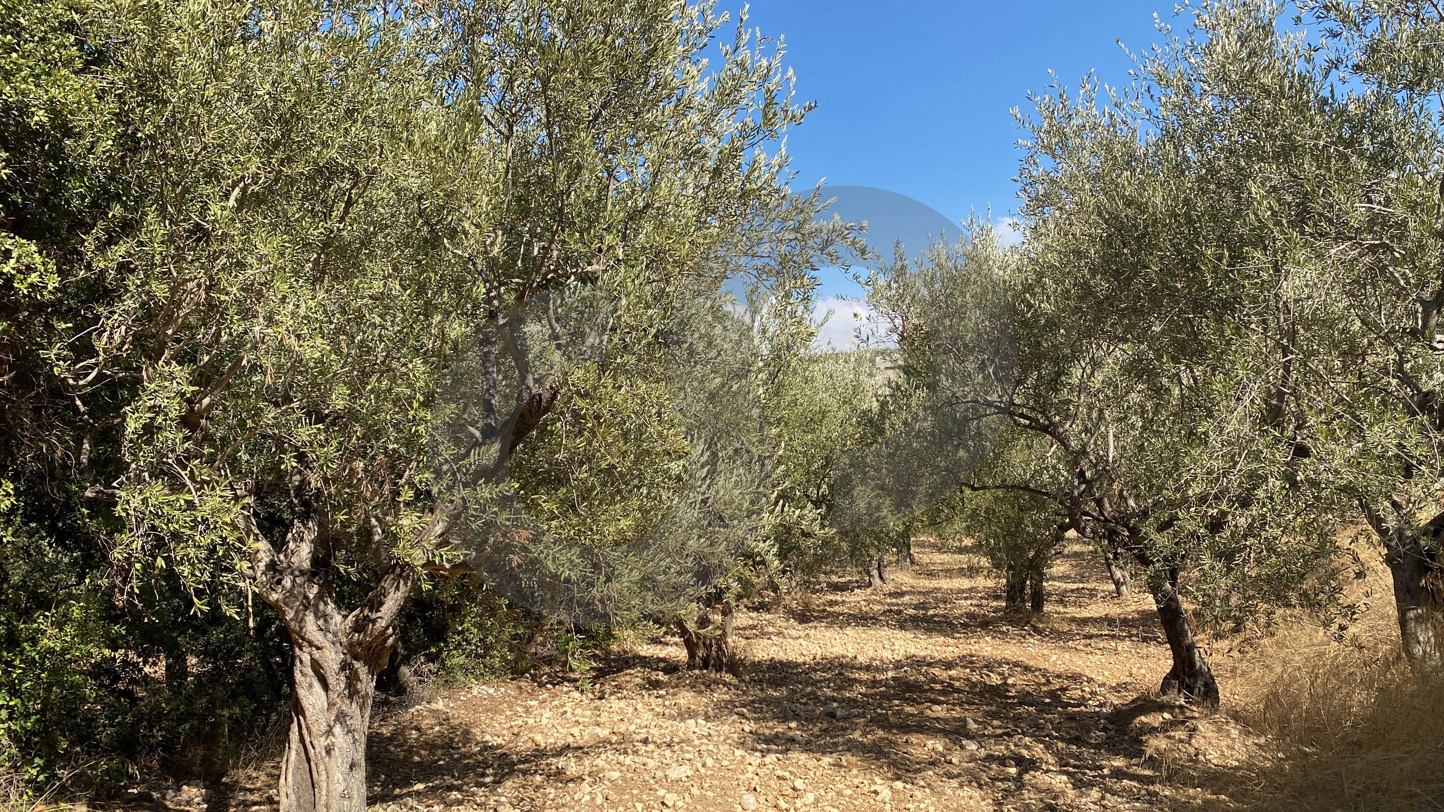 agricultural land, planted with olive, Zgharta, sakhra — الصورة 2
