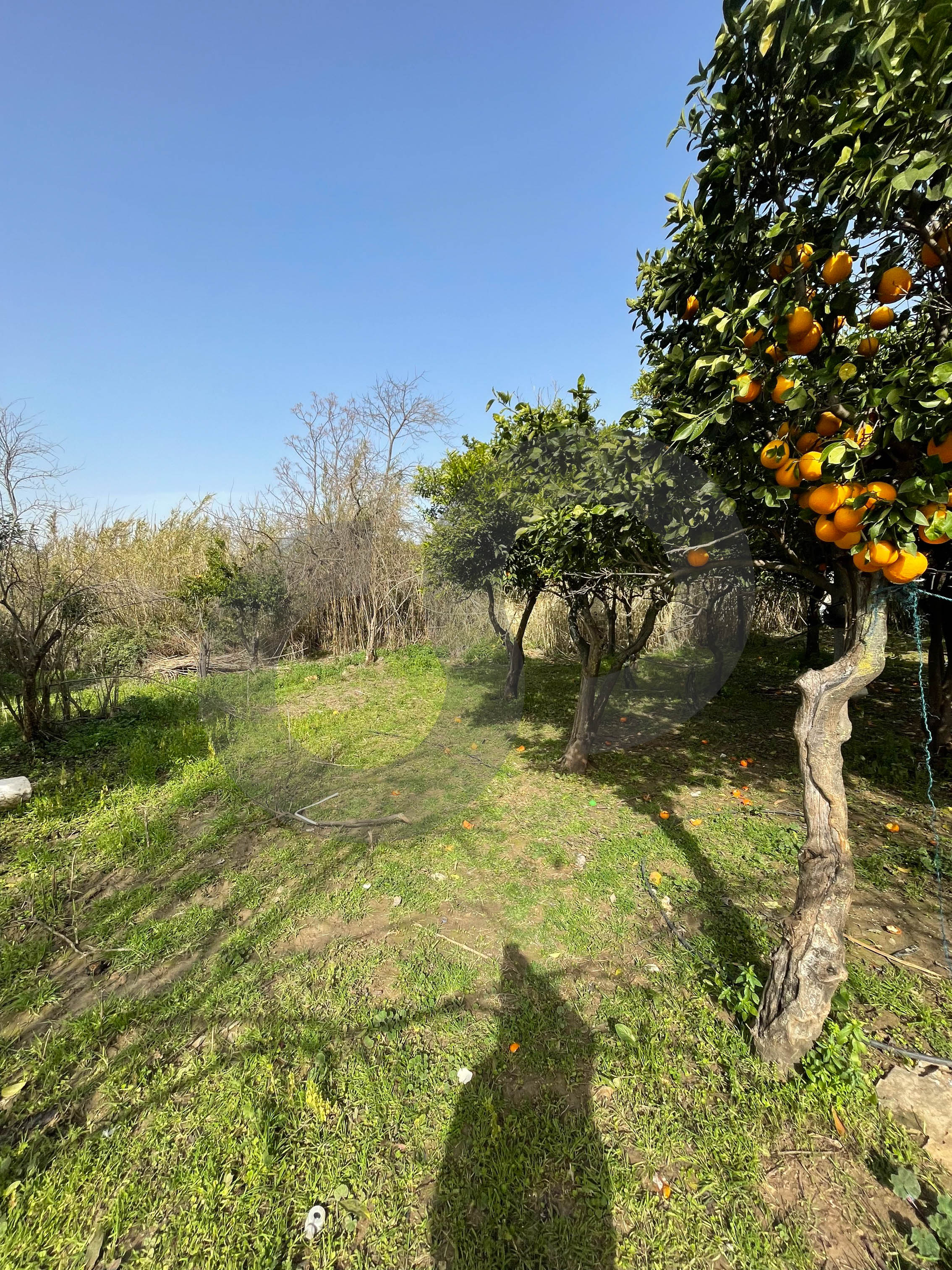 agricultural land, fully planted, Zgharta, rashiin — الصورة 2