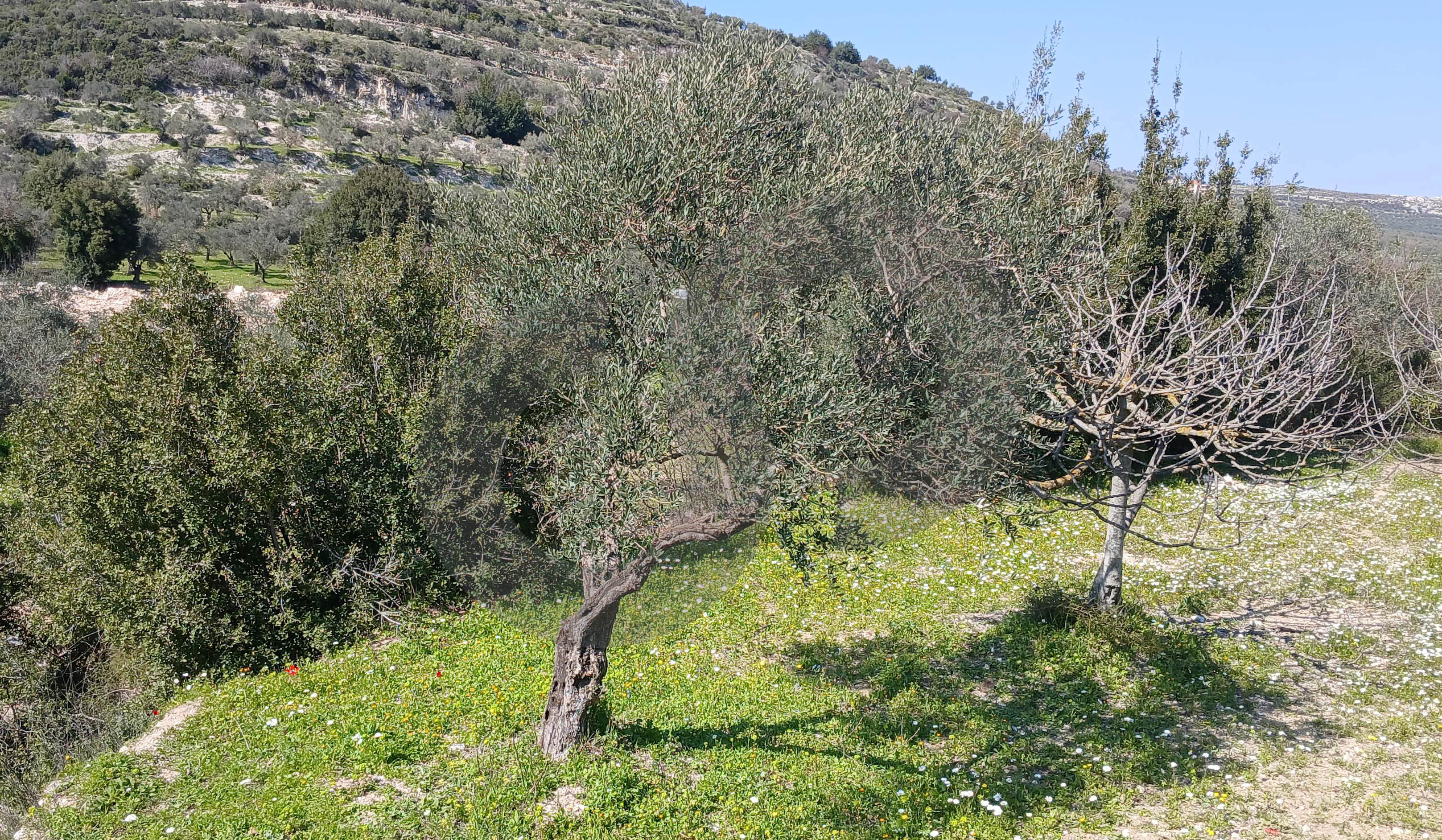 stunning mountain views, Bziza,Koura — الصورة 2