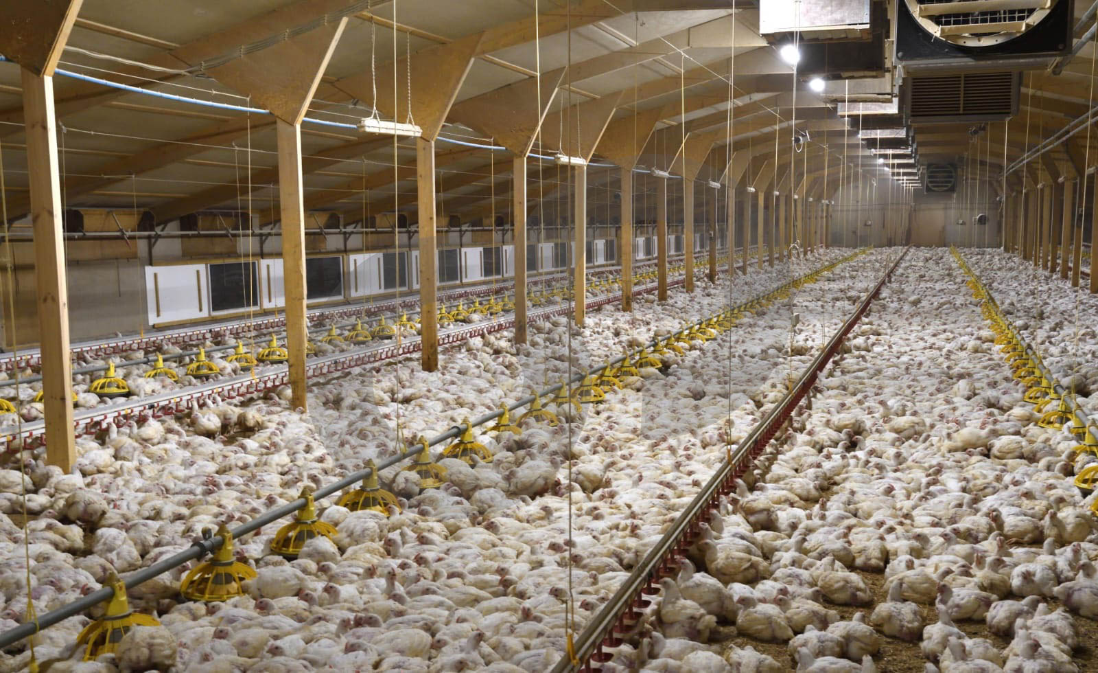 Fully equipped and operational,poultry farm, Jbeil — الصورة 2