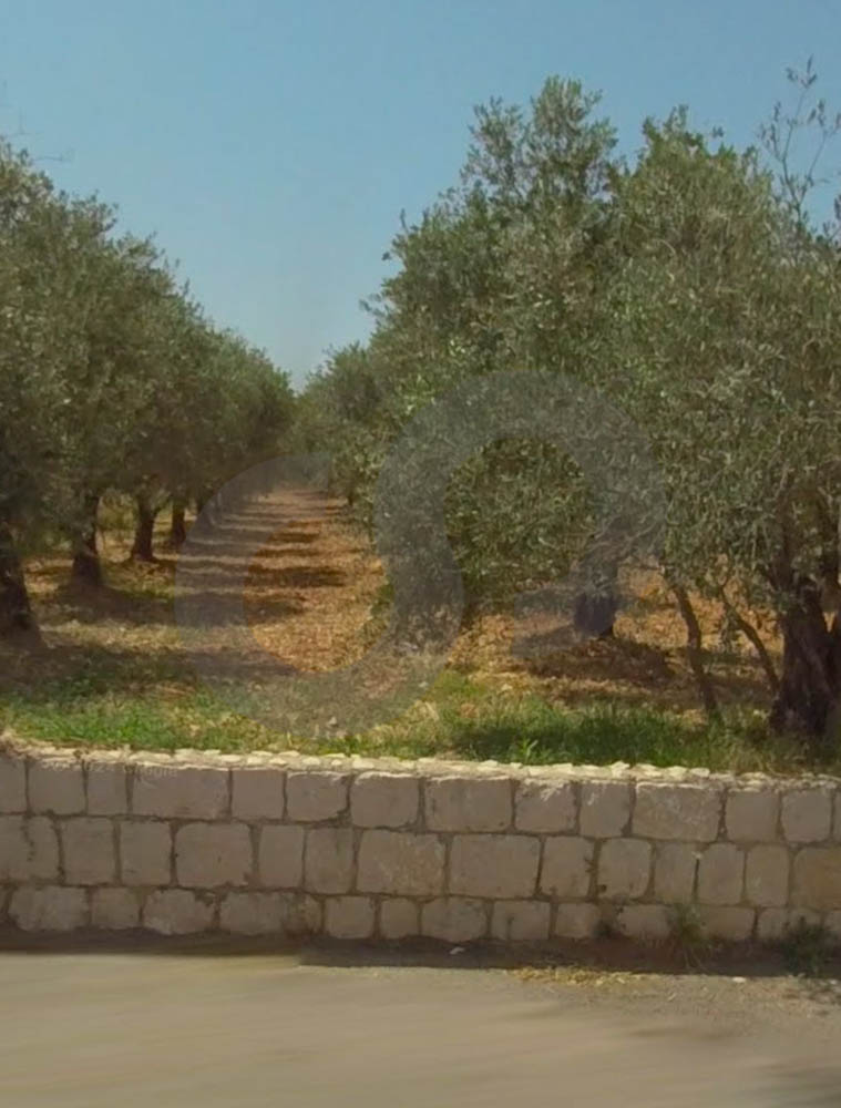 A 2500 sqm land for sale in Koura – Amioun — الصورة 2