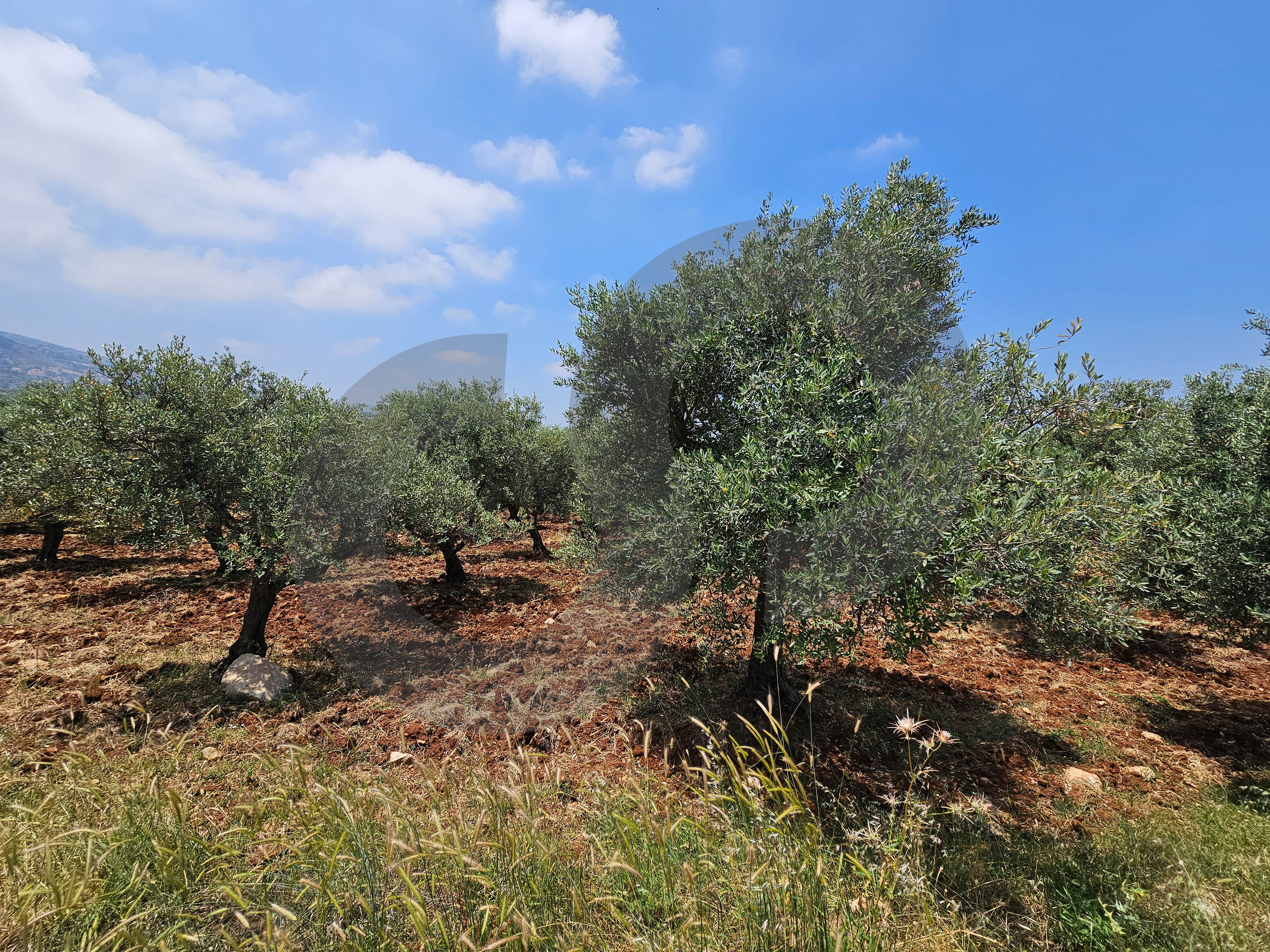 Flat land, great deal, koura, bziza — الصورة 2