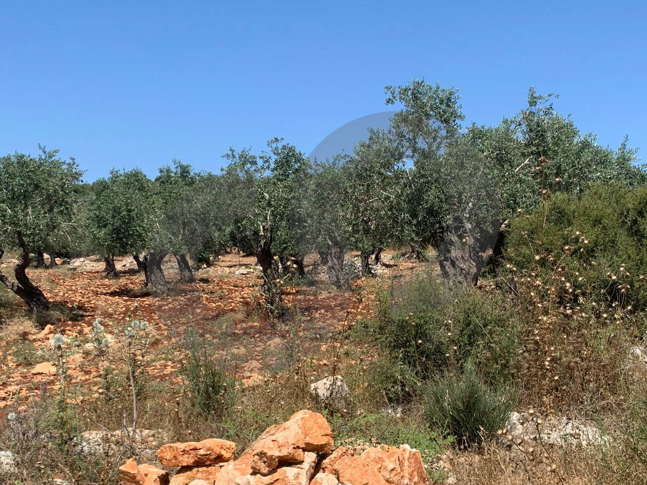 amazing Deal, great Investment , Afsdiq, Koura — photo 2