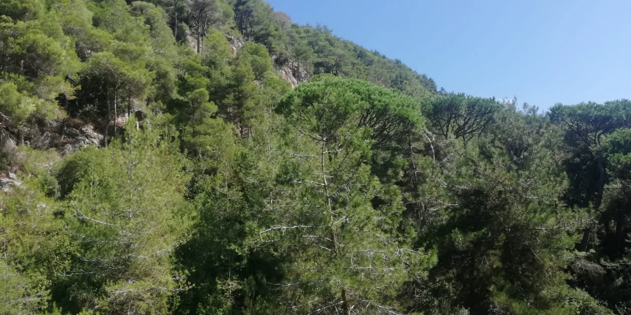Land for Sale in Jouret El Ballout, Lebanon