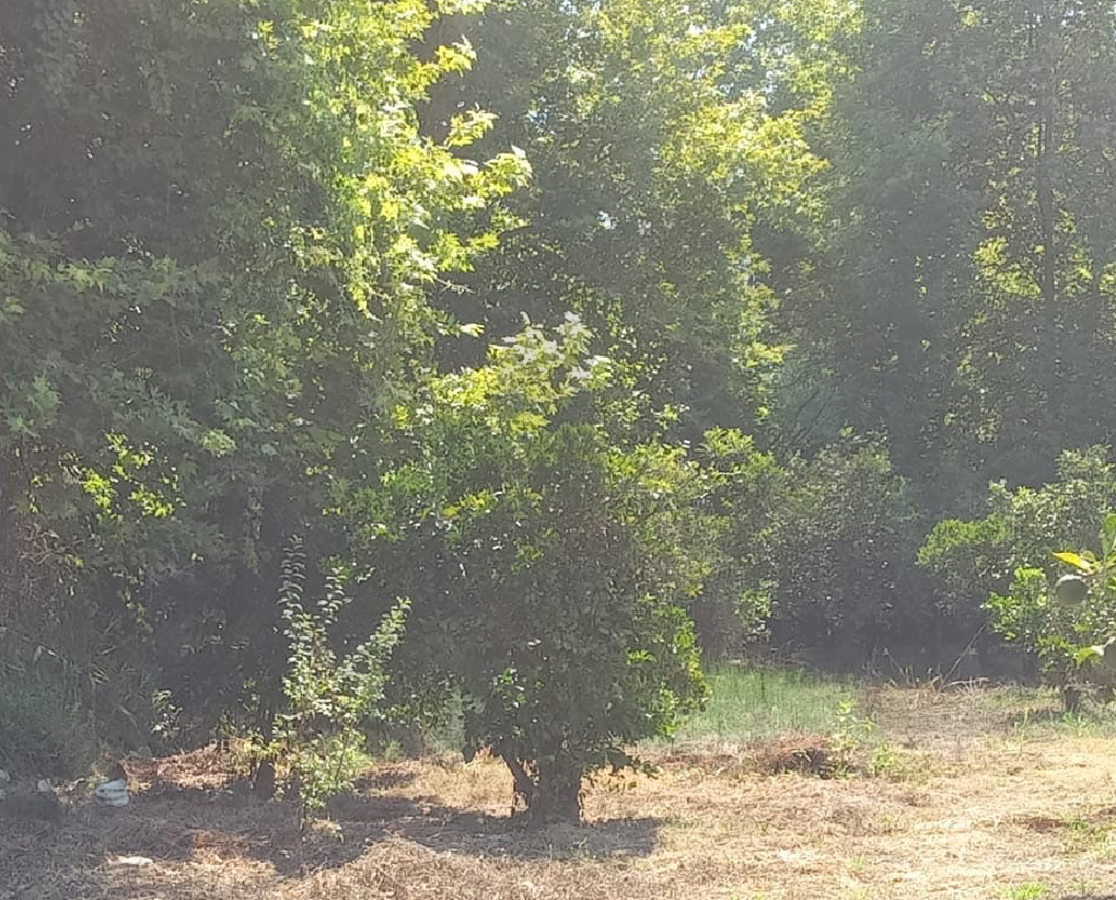 Agricultural Land/panoramic view/very quiet area/Zgharta/El merdashiyeh — photo 2