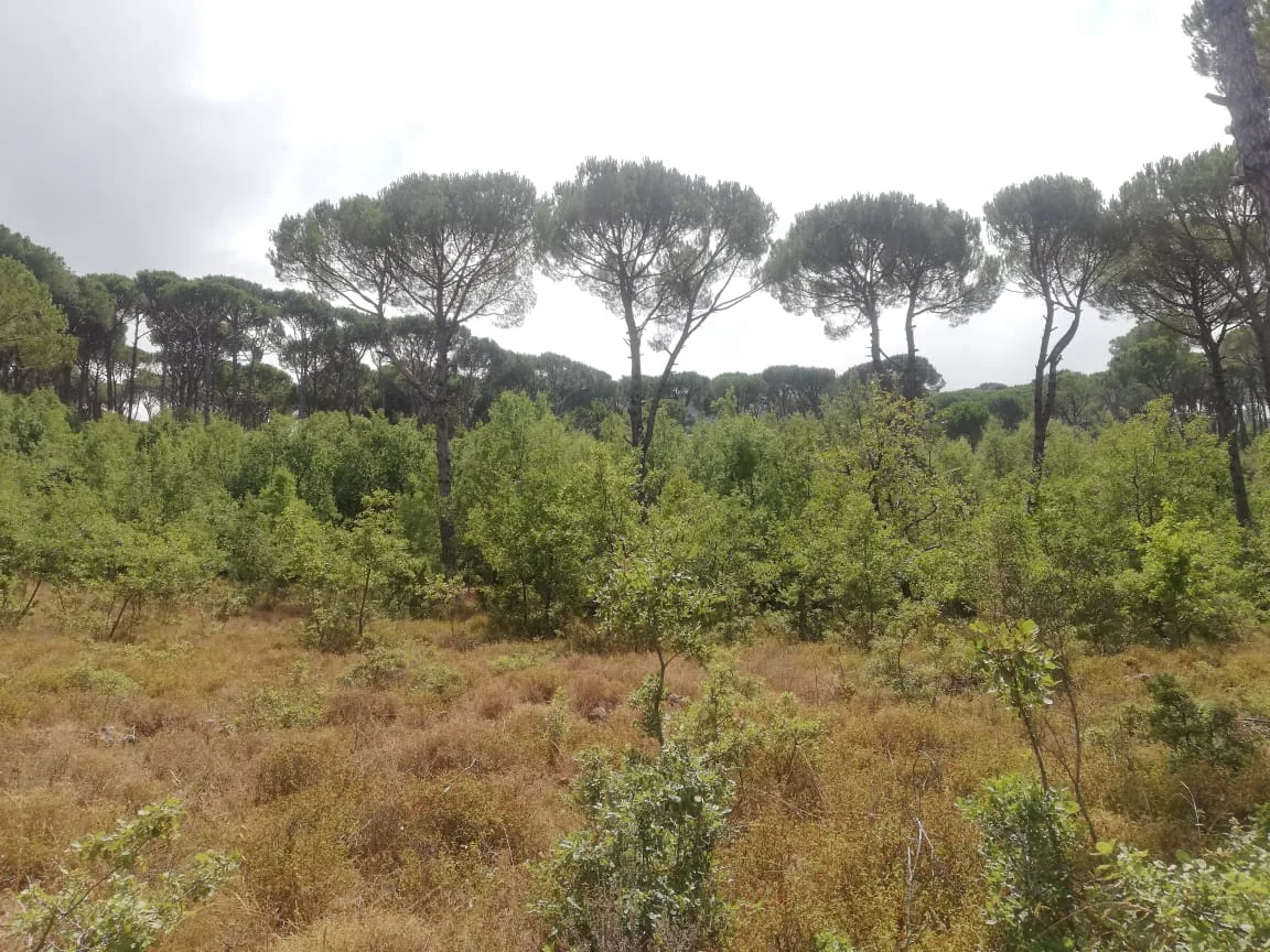 Land for Sale in Bzebdine, Lebanon — الصورة 3