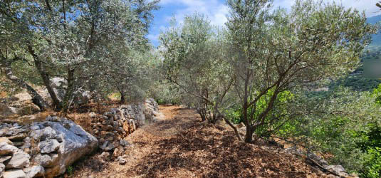 Beautiful Land 100 Olive trees in ADONIS JBEIL — الصورة 2