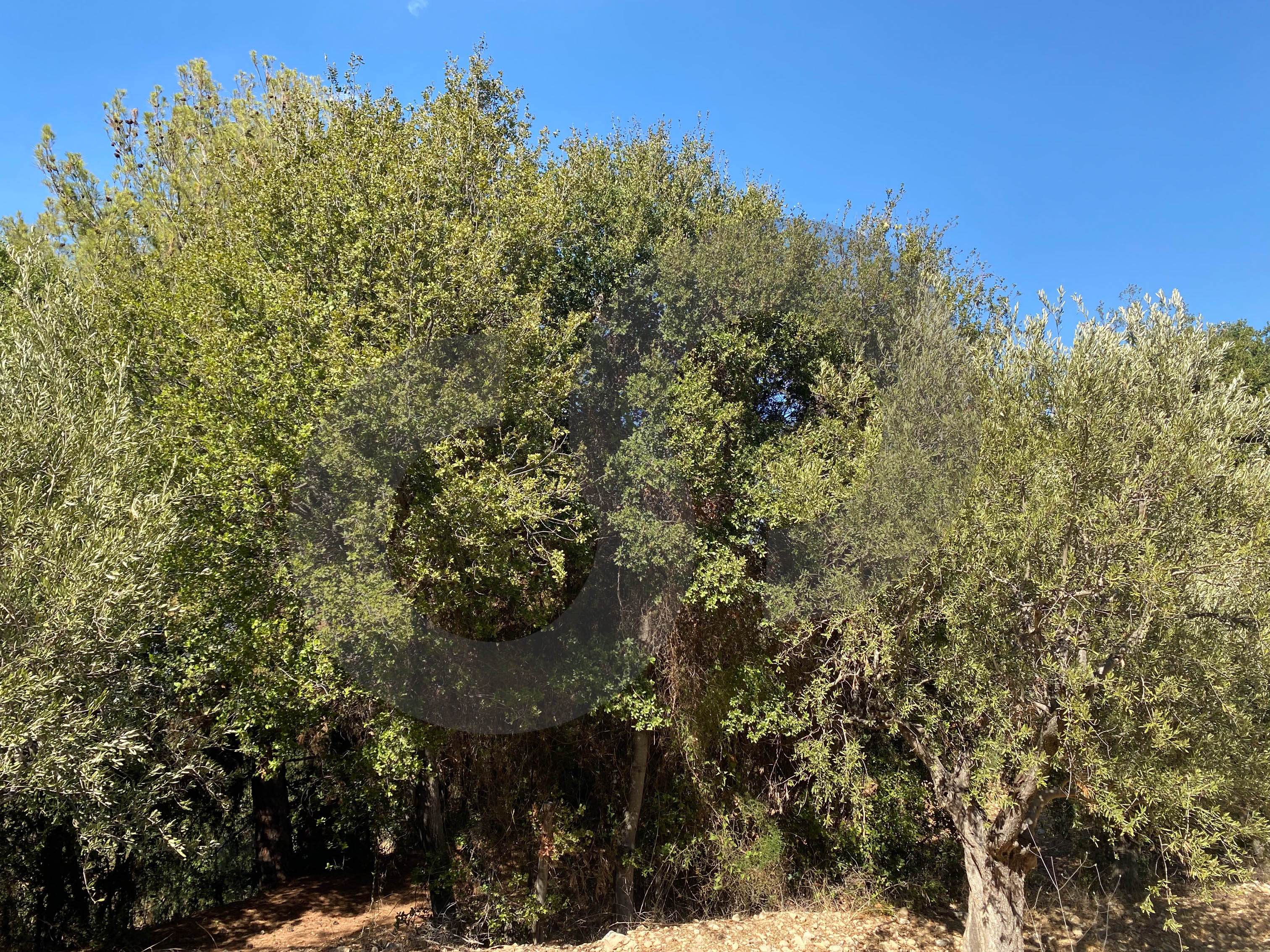 agricultural land, planted with olive, Zgharta, sakhra — الصورة 3