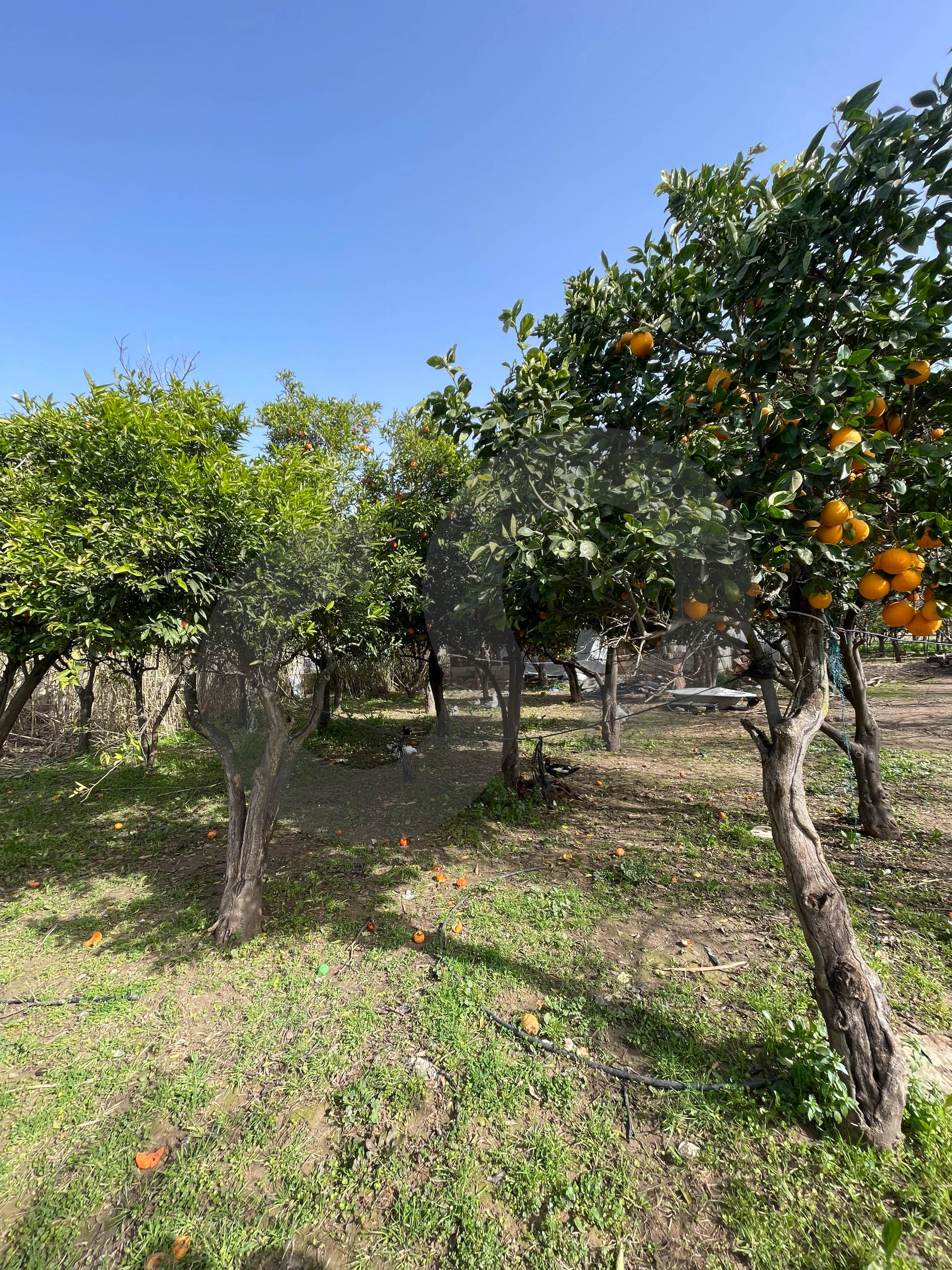 agricultural land, fully planted, Zgharta, rashiin — الصورة 3