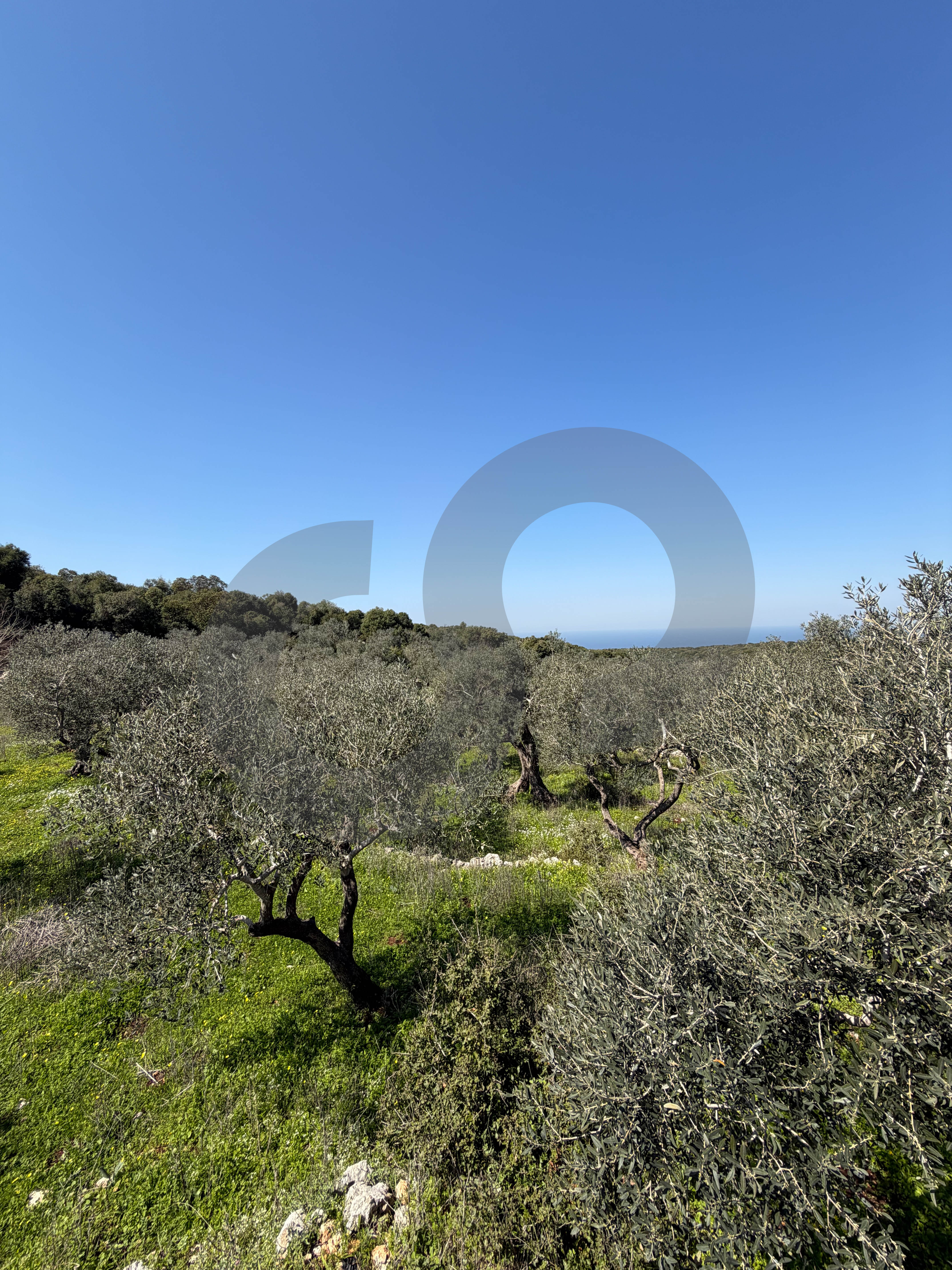 Prime Investment Opportunity, great deal, balamand — photo 3