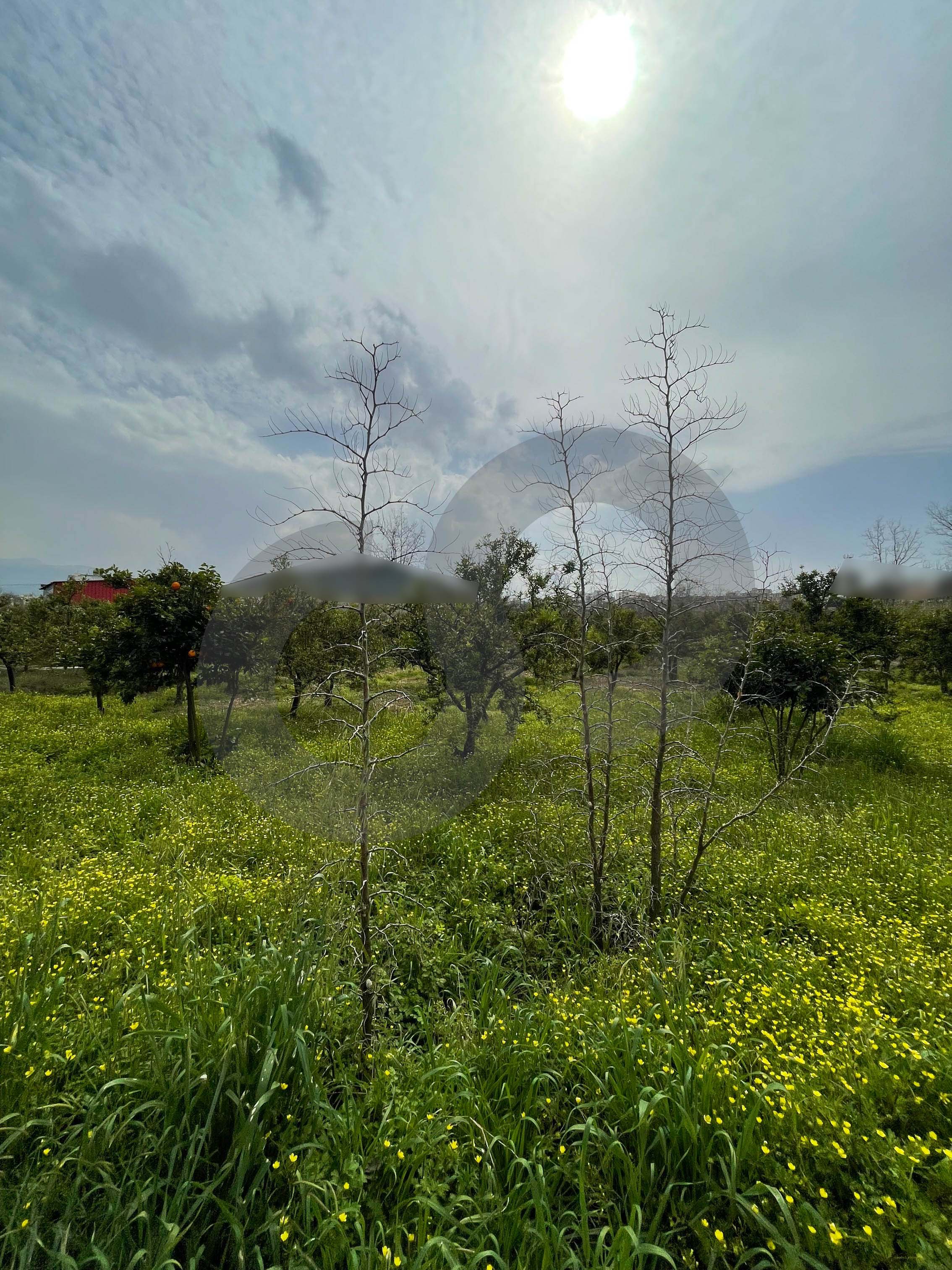 great deal, prime area, el merdashiyeh, zgharta — الصورة 3