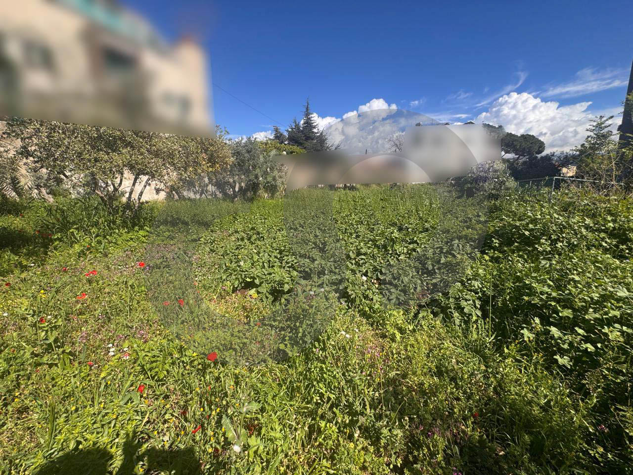 calm neighborhood, surrounded by villas, Aamchit — الصورة 2