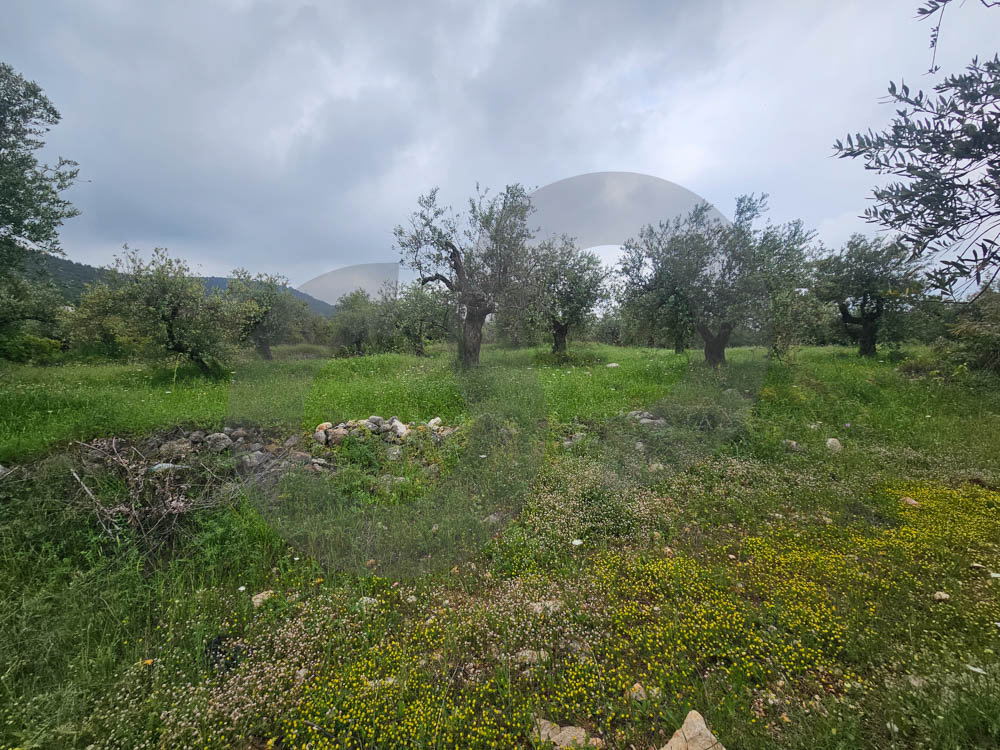 Directly on the Highway ,80 meter façade,Zgharta — الصورة 3