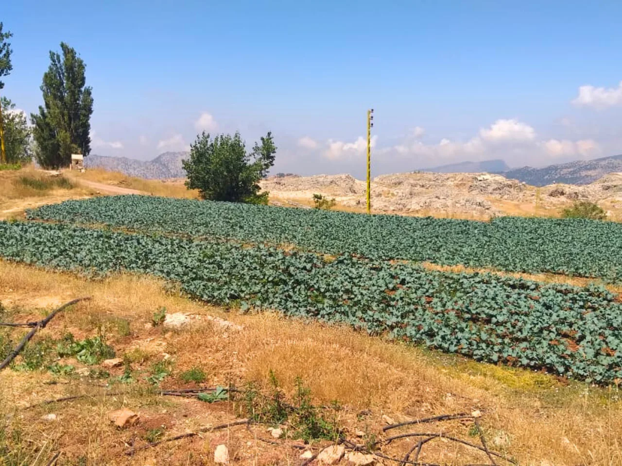 Land for Sale in Laqlouq, Lebanon
