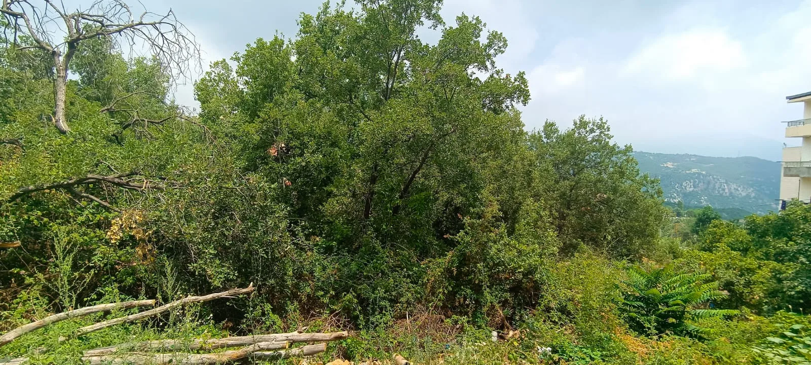 Land for Sale in Qlayaat, Lebanon