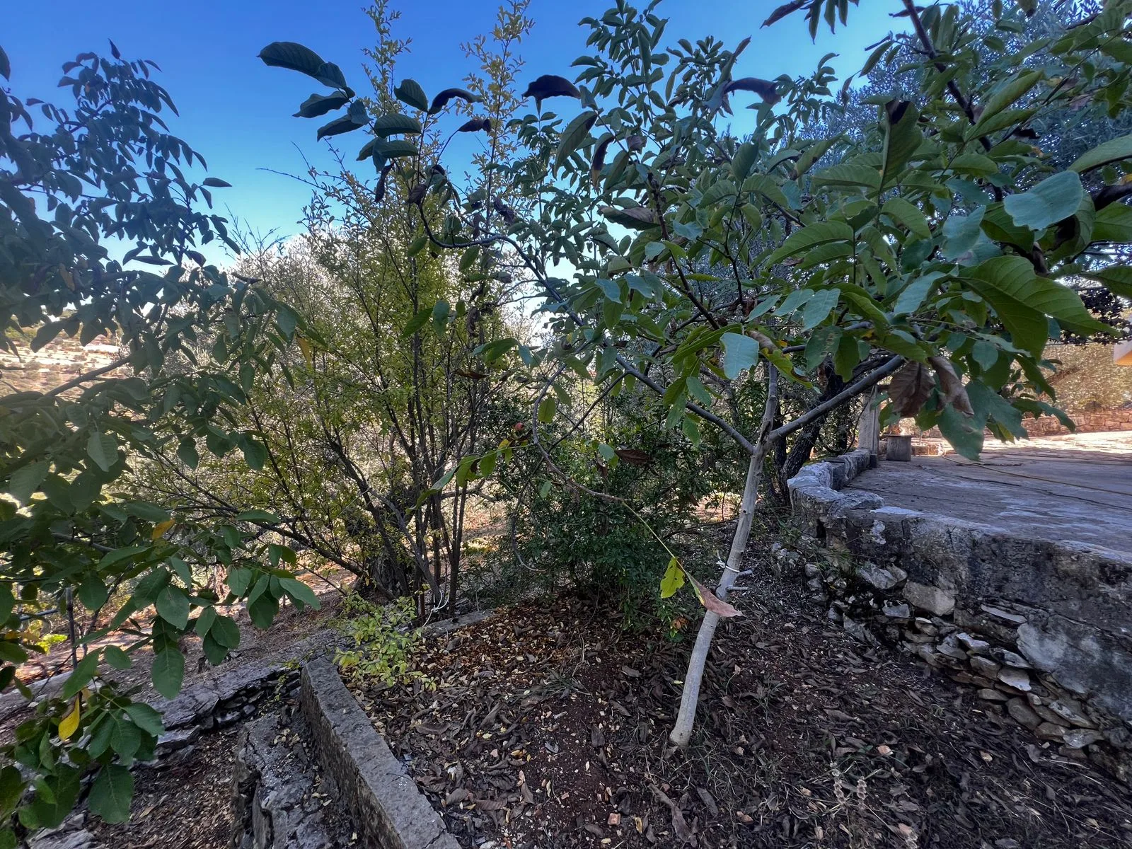 Land for Sale in Bkifa, Lebanon — الصورة 8