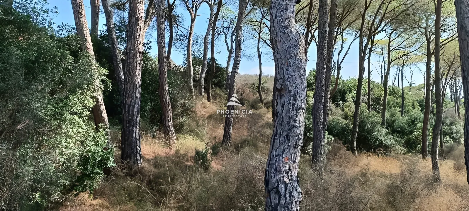 Land for Sale in Gharzouz — الصورة 3