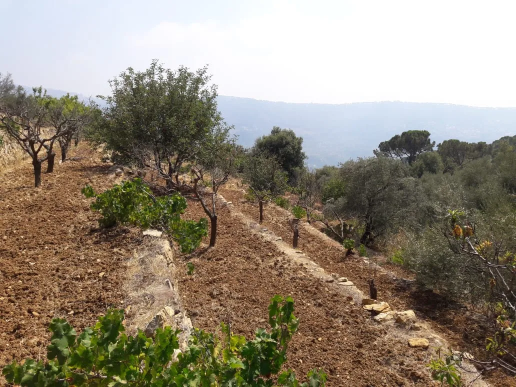 Land for Sale in Qaaqour, Lebanon — الصورة 2