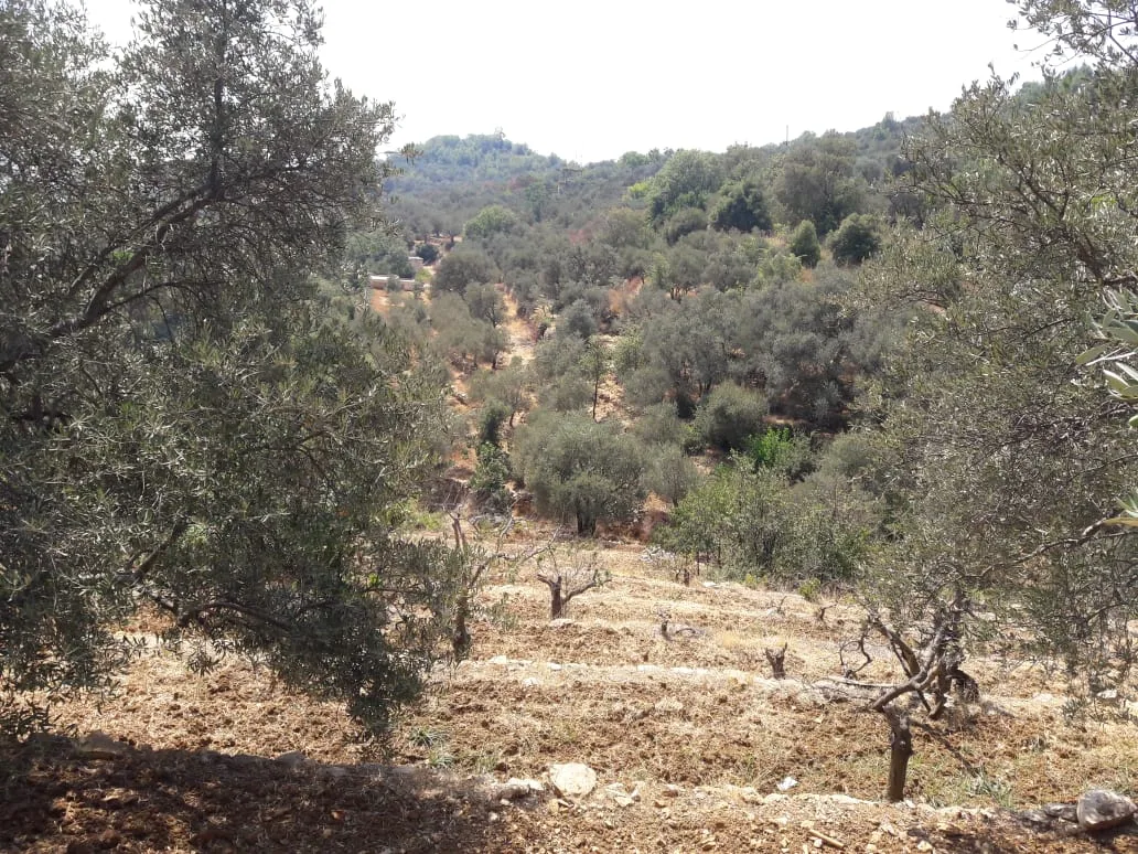 Land for Sale in Qaaqour, Lebanon — الصورة 3