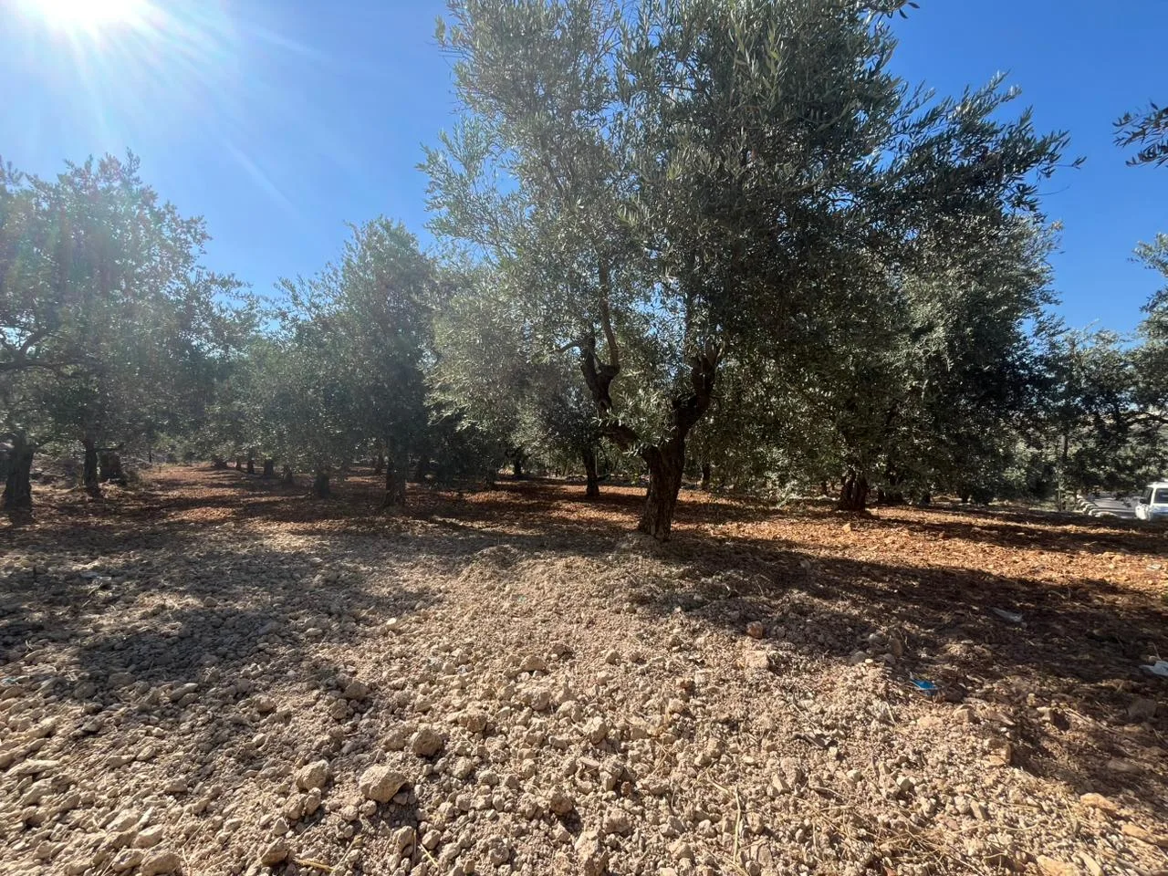 Land for Sale in Koura — الصورة 1
