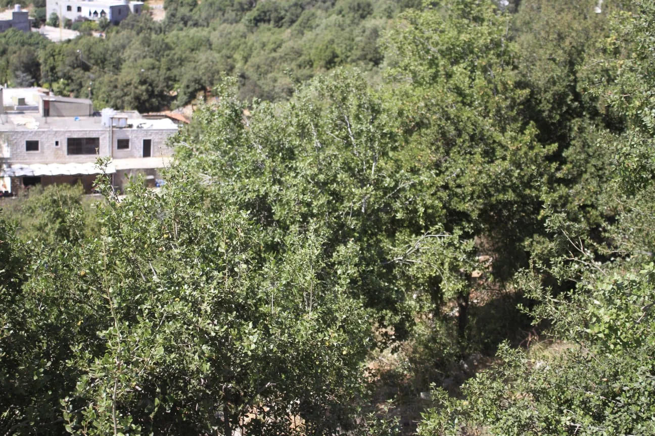 Land for Sale in Bikfaiya, Lebanon — الصورة 4