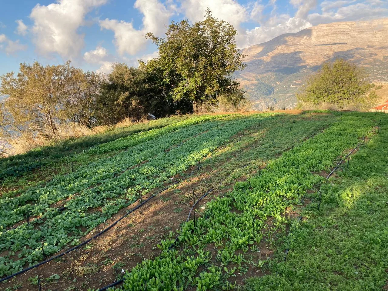 Land for Sale in Zaarour, Lebanon