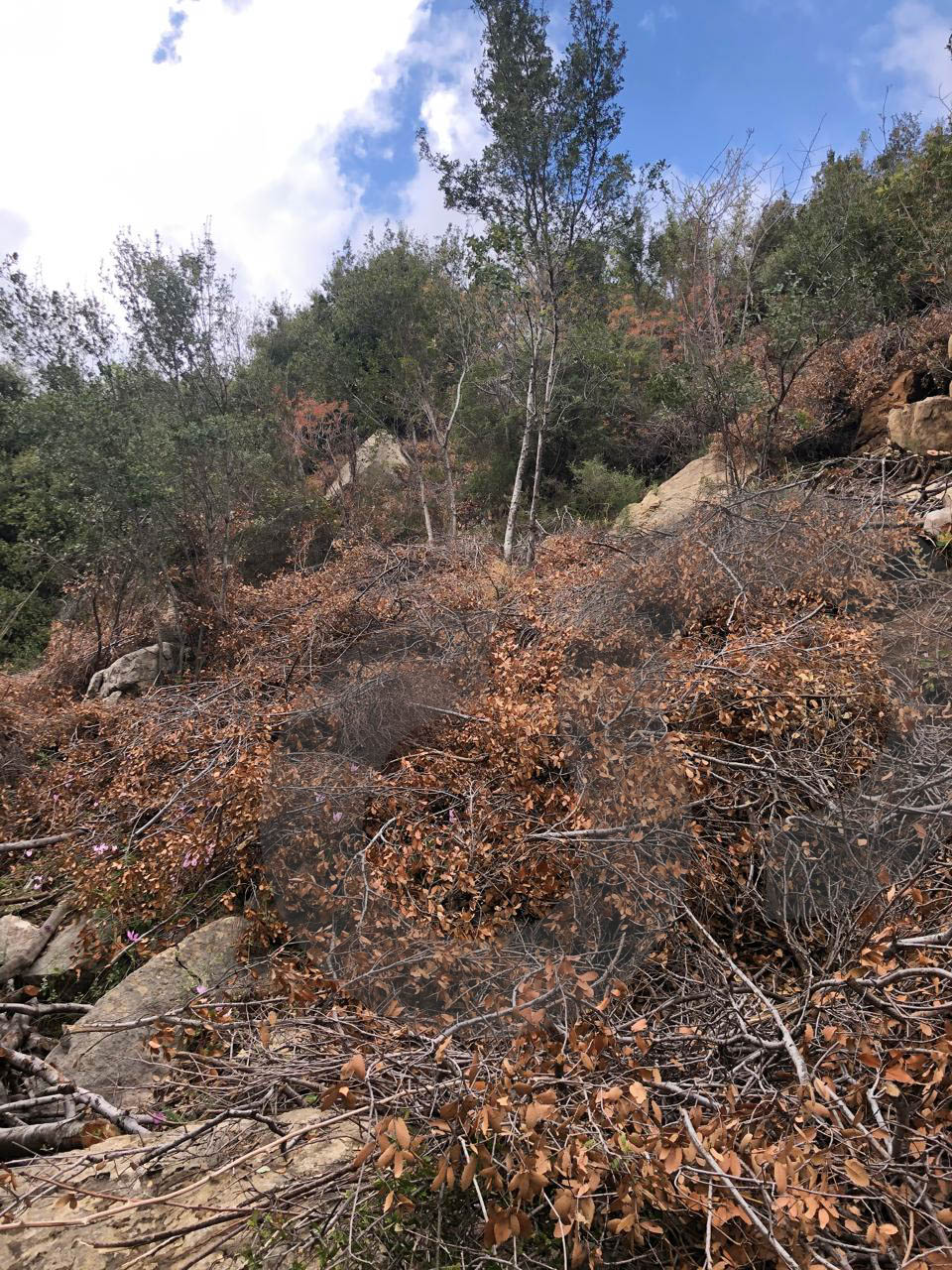 Hot Deal for Investors & Developers - Adonis – Jbeil — photo 3