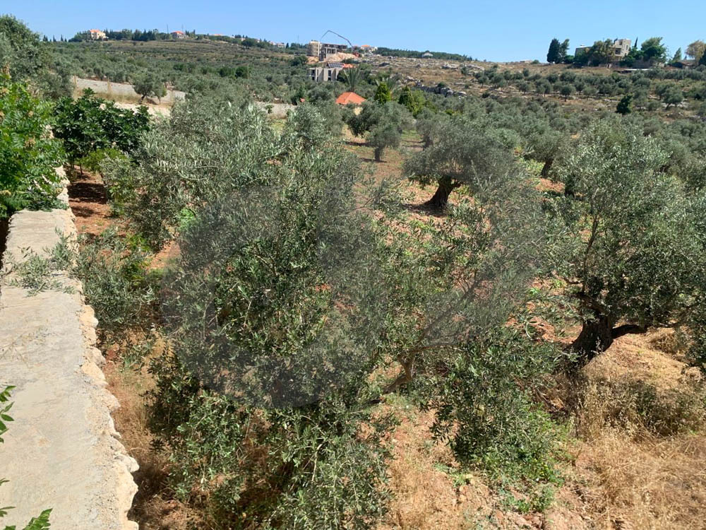 GREAT DEAL,LAND,MAIN ROAD, AFASDIQ-KOURA — photo 2