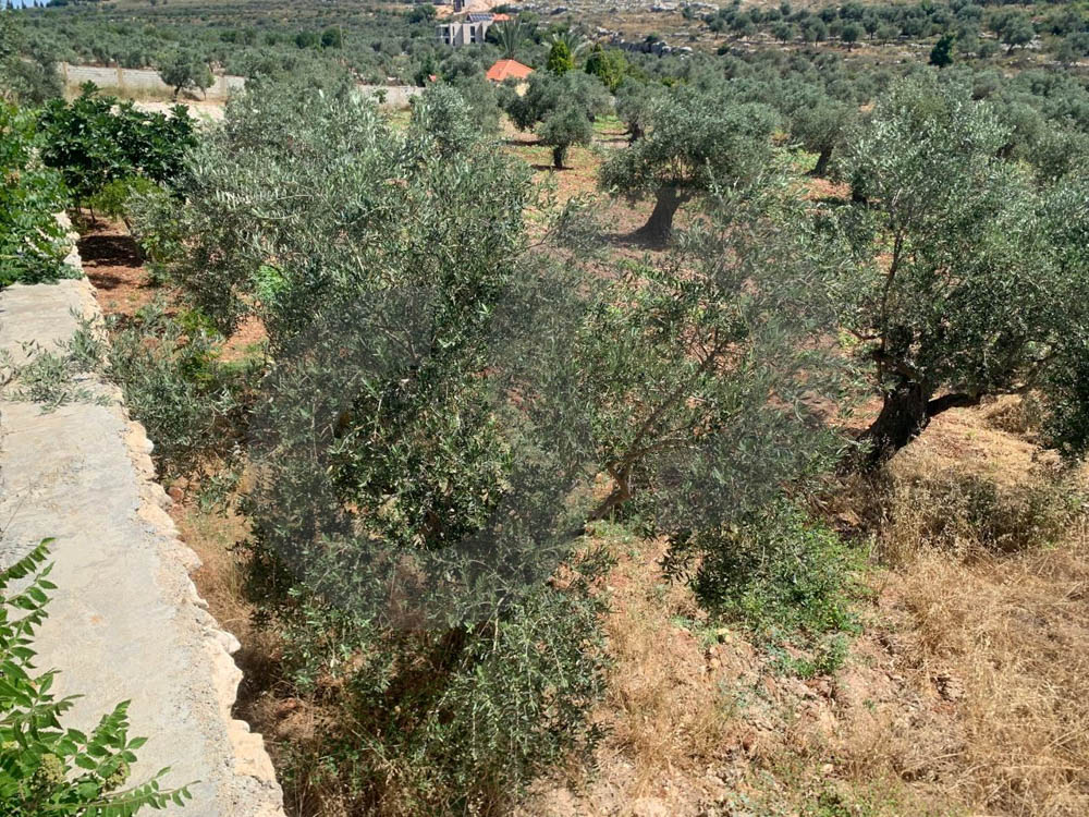 GREAT DEAL,LAND,MAIN ROAD, AFASDIQ-KOURA — photo 3