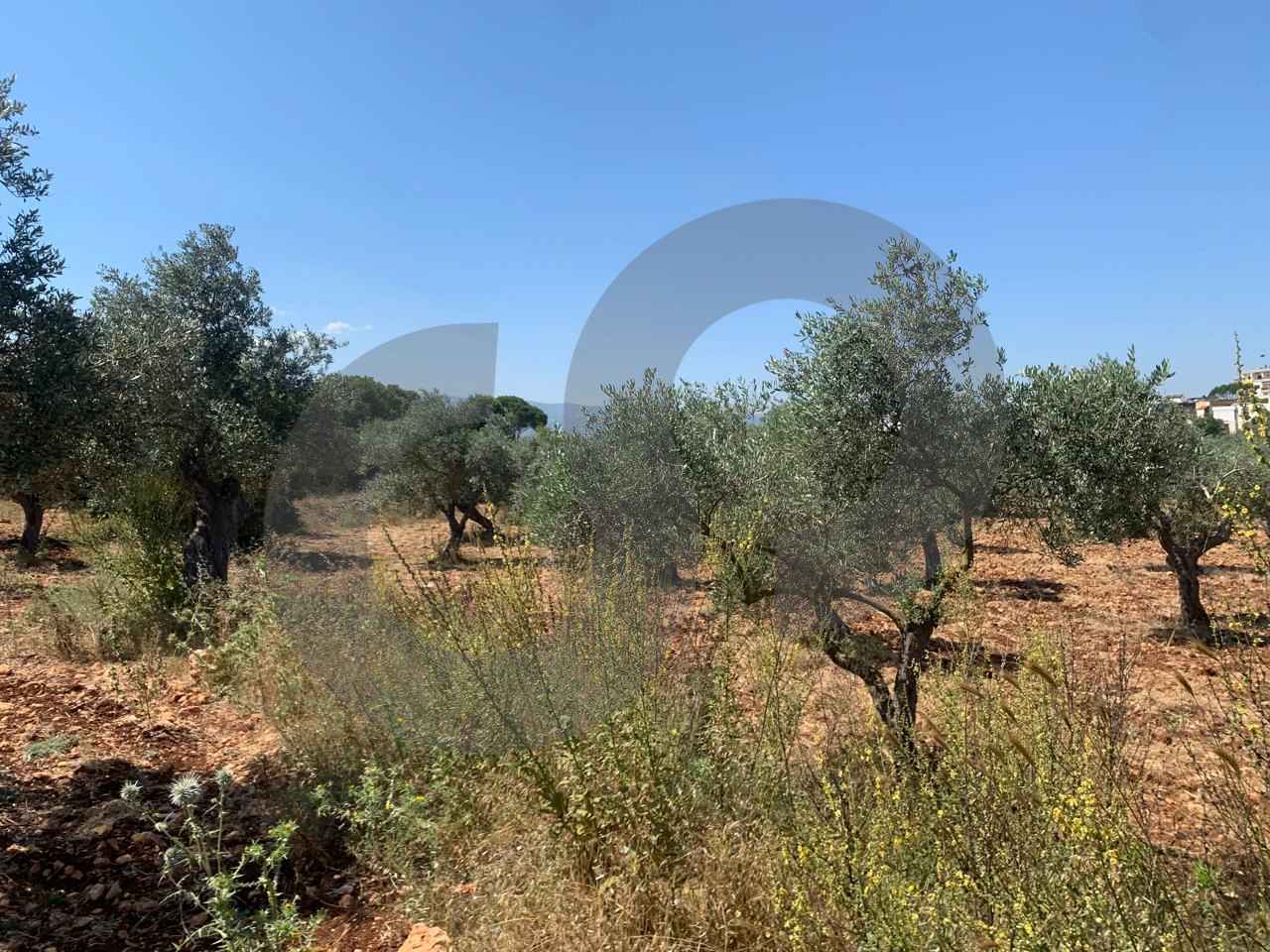 LAND/ Afsdiq – Koura / Zoning 15/30 — الصورة 2