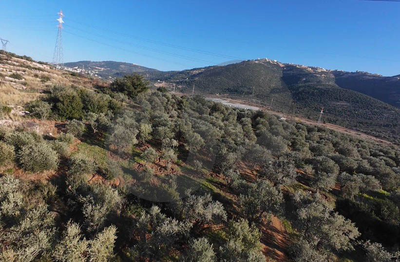 fully planted with mature olive trees, zgharta, rashiin — الصورة 2