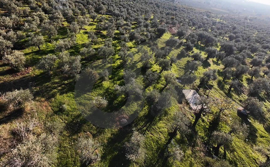 fully planted with mature olive trees, zgharta, rashiin — الصورة 3