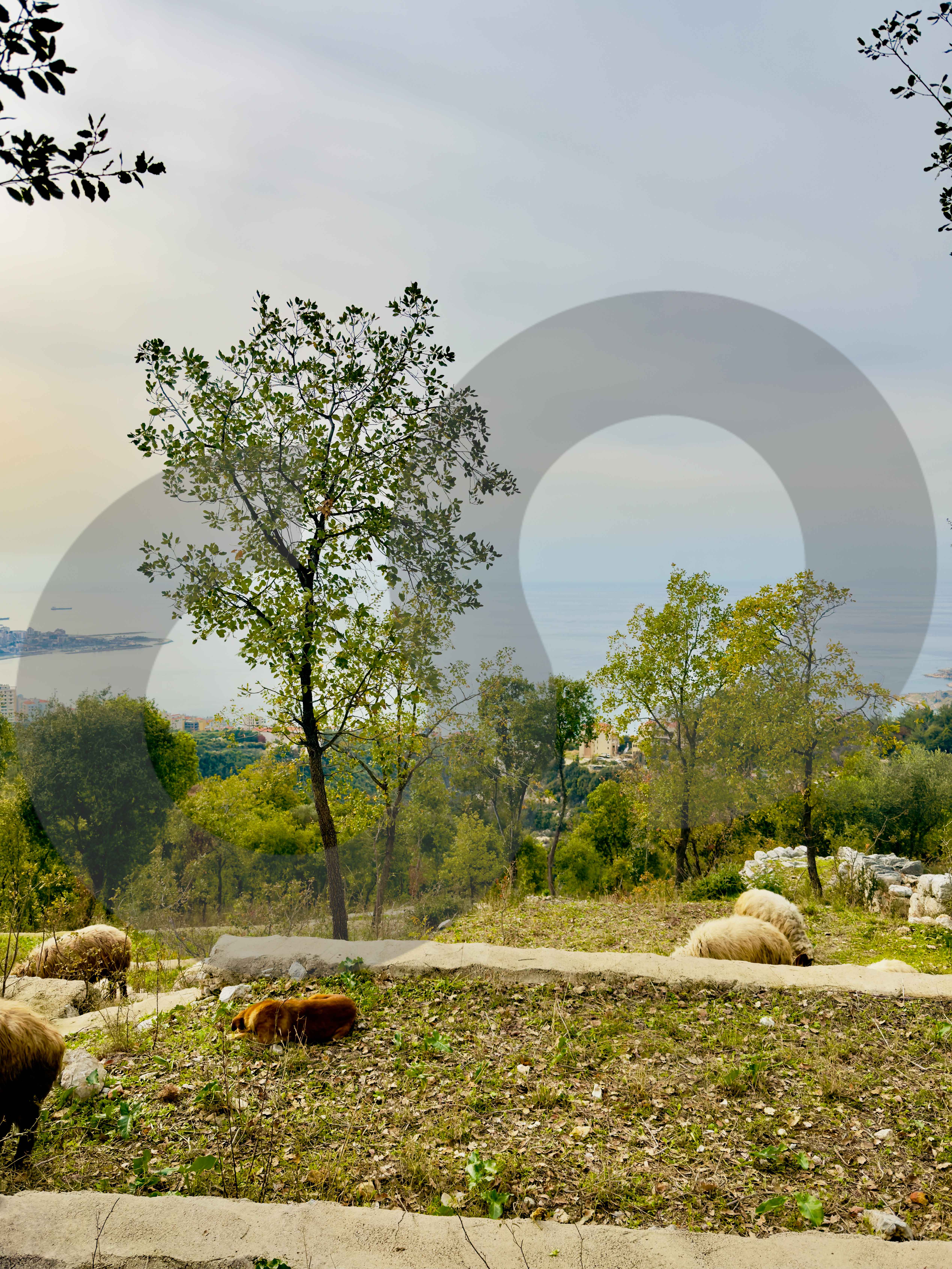 LAND/Direct Access to the road/CHNANIIR — الصورة 2