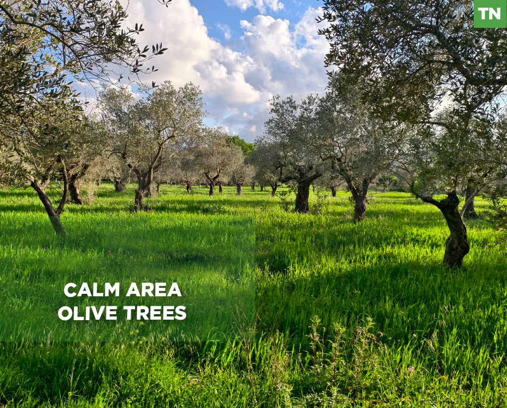 Calm Location, Beshmezzine - Koura