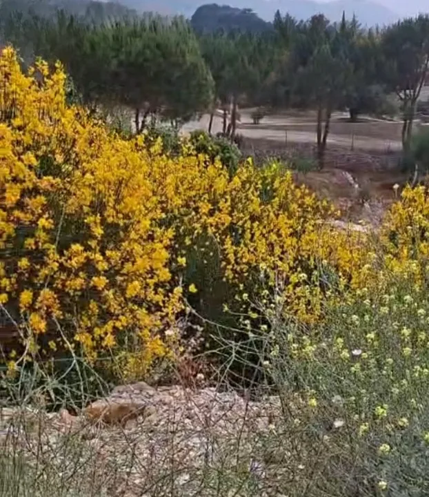 Land for Sale in Douma — الصورة 5