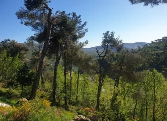 Land for Sale in Baskinta, Lebanon — الصورة 2
