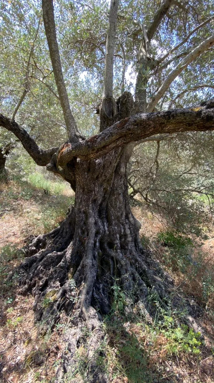 Land for Sale in Deir El Qamar, Lebanon — photo 4