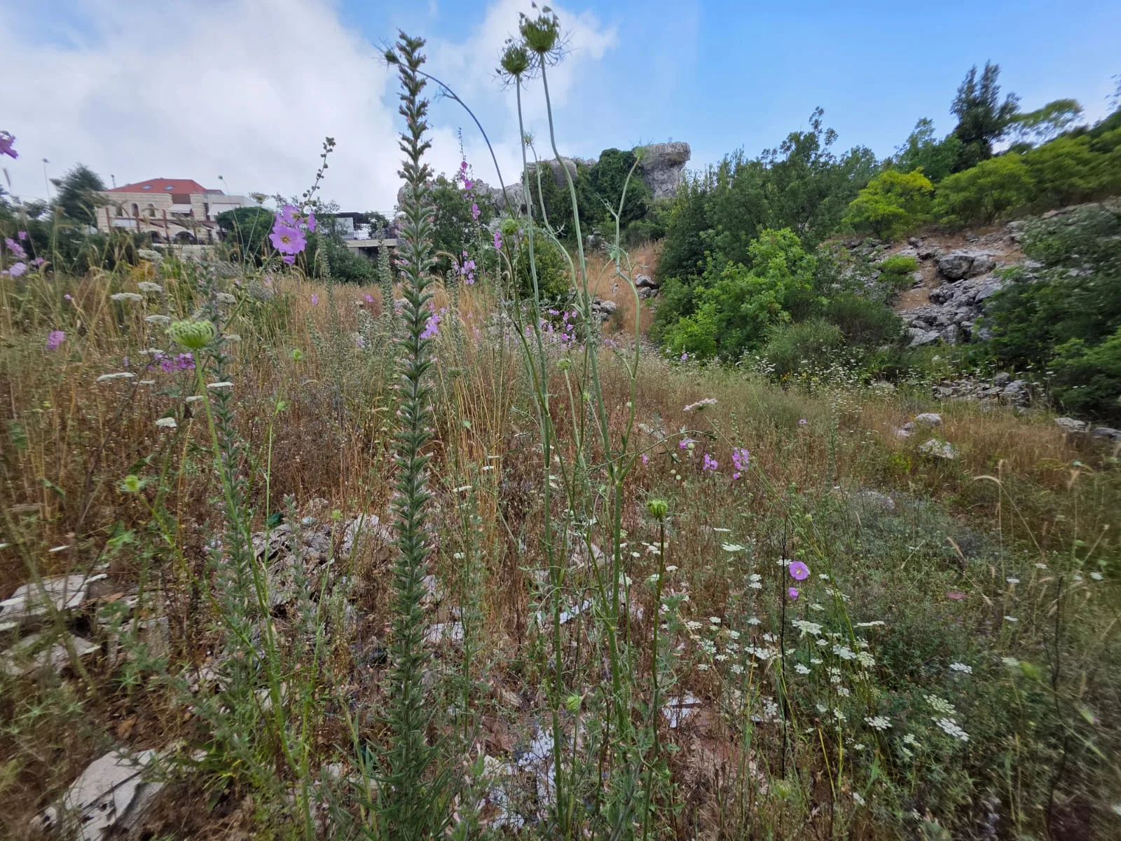 Land for Sale in Faitroun — الصورة 4