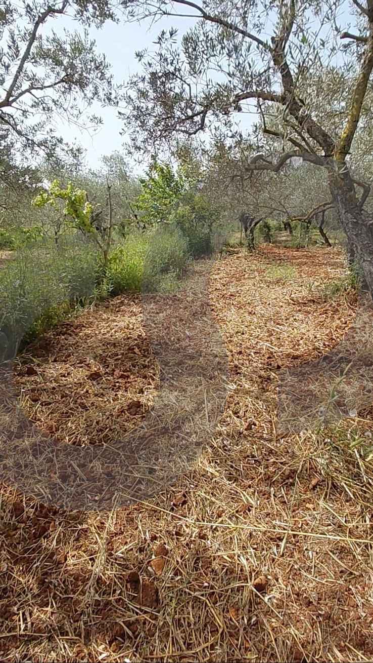 LAND /Koura — الصورة 3