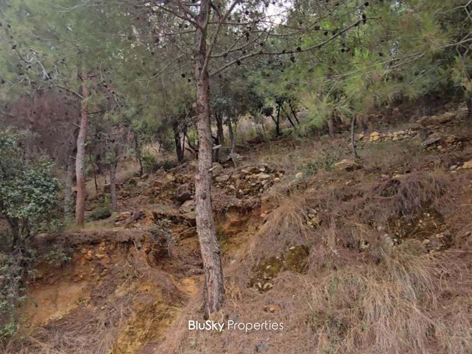 Land 1,000m² for Sale in Bleibel — الصورة 3