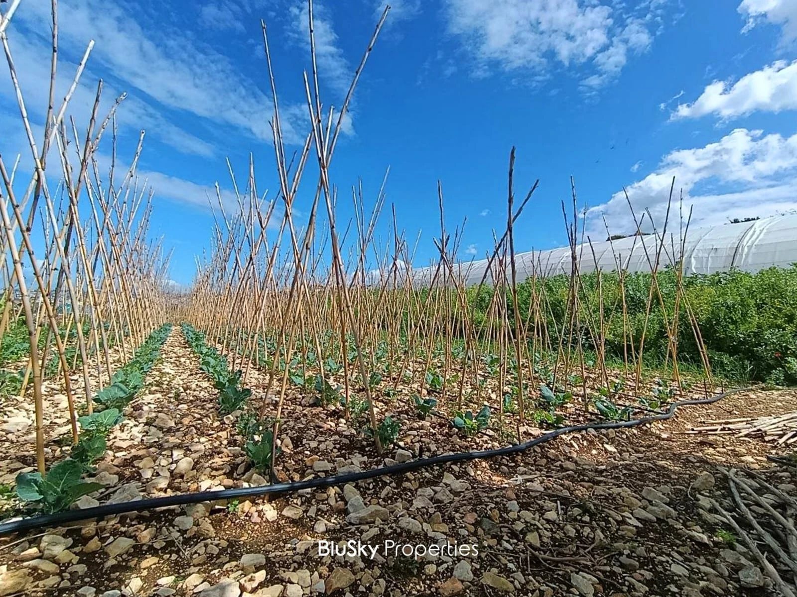 Land 1,722m² for Sale in Halat — photo 2