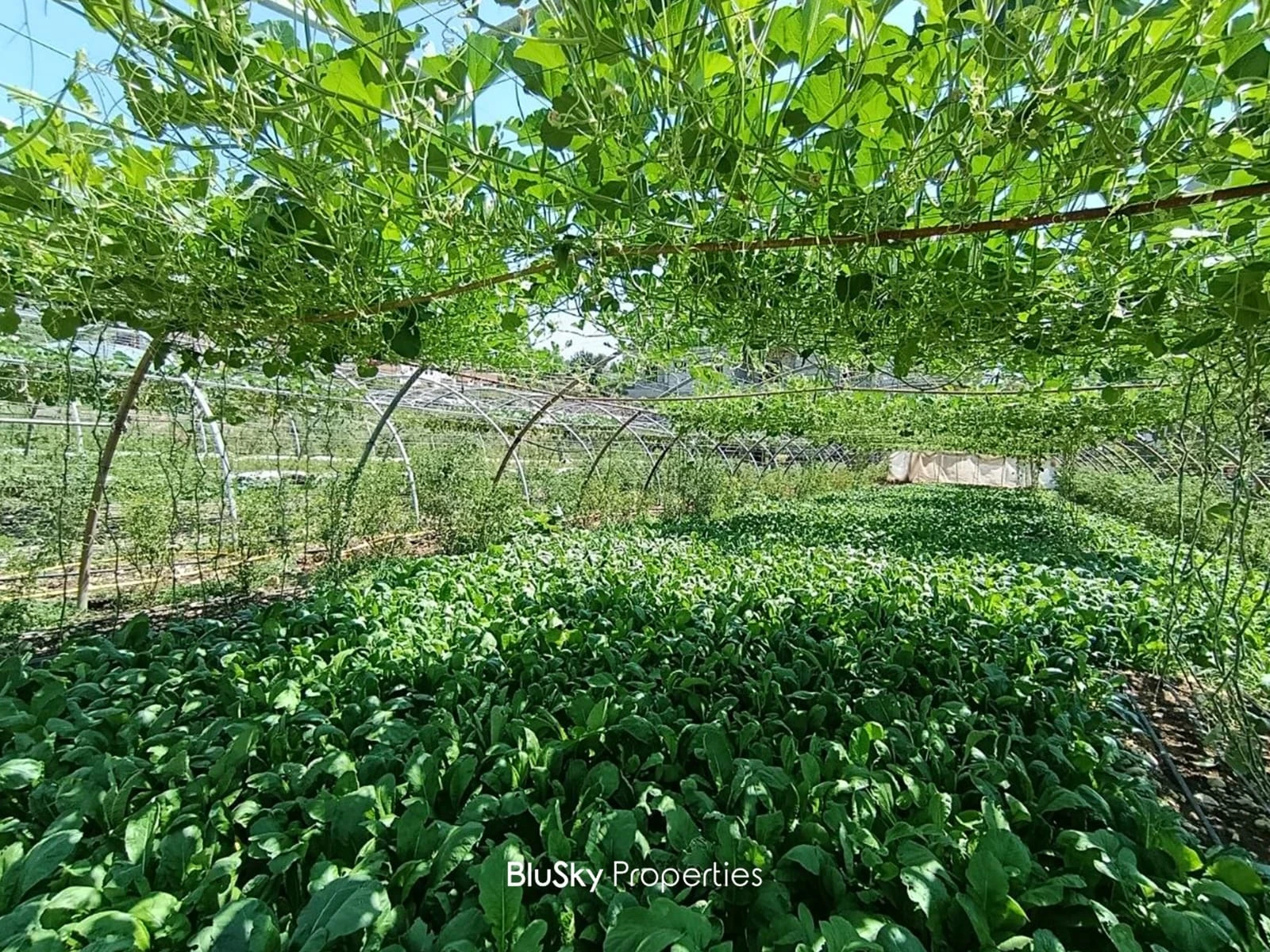 Land 1,560m² for Sale in Safra